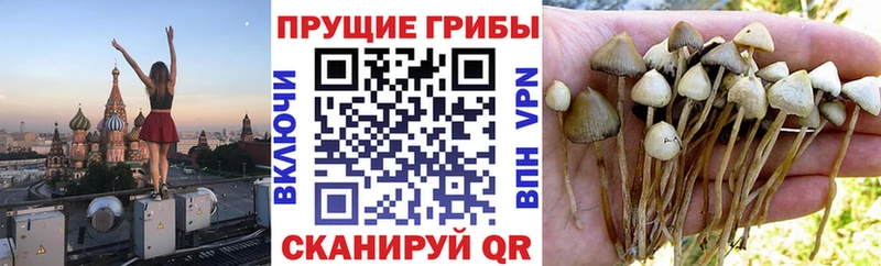купить закладку  Белебей  Псилоцибиновые грибы Psilocybine cubensis 